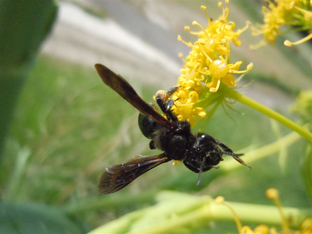 Xylocopa? No. Andrena cfr morio